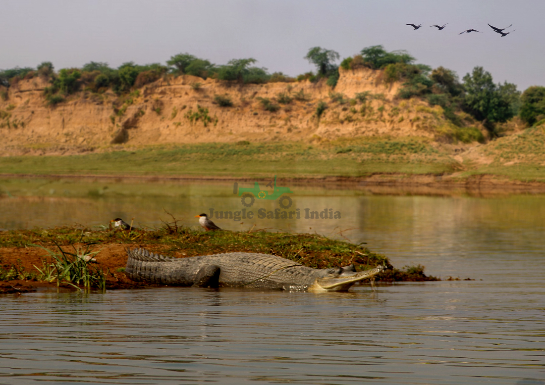Chambal Safari Option 1